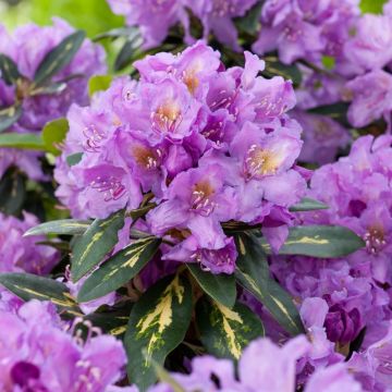Rhododendron Goldflimmer - Rhododendron Hybrid