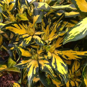 Rhododendron Gold Shine