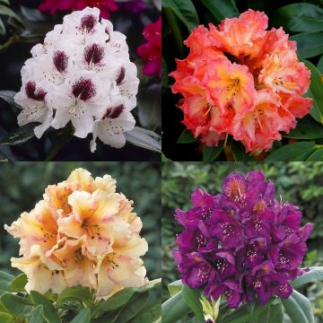 Large Flowered Rhododendron Collection - Evergreen Rhododendron Shrubs - Pack of THREE Plants