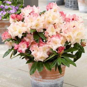 Rhododendron Percy Wiseman  - LARGE