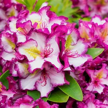 Rhododendron Happydendron Pushy Purple