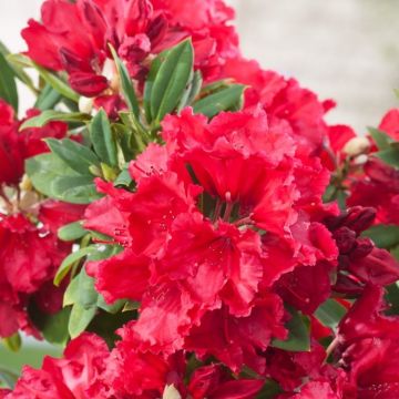 Rhododendron Red Jack - Large Evergreen Shrub