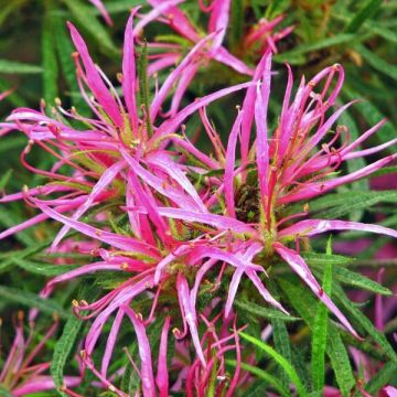 Rhododendron stenopetalum 'Linearifolium'