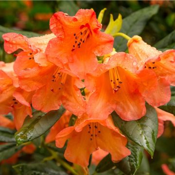 Rhododendron Tortoiseshell Orange