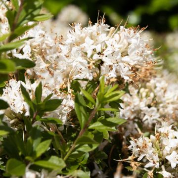 Azalea mollis Viscosa -  Knaphill Rhododendron  