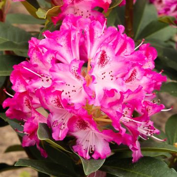 Rhododendron Etoile De Sleidinge