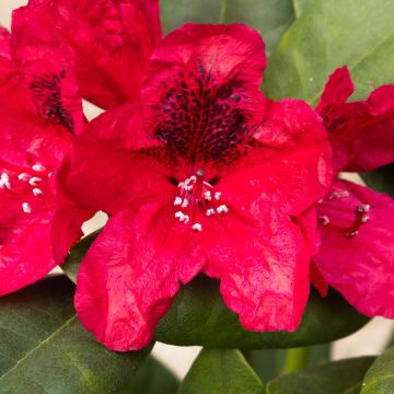 Rhododendron Lord Roberts