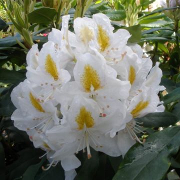 Rhododendron Madame Masson