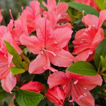 Azalea Rhododendron Encore 'Orange Crush'