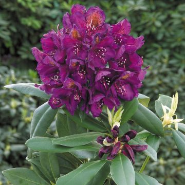 Rhododendron 'Polarnacht'- Patio Tree circa 60-70cm