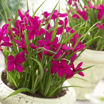 Rhodohypoxis Twinkle Stars - Magenta Star Grass