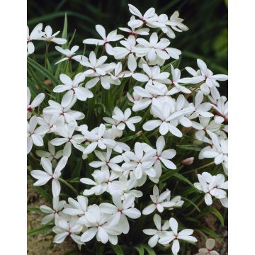 Rhodohypoxis Twinkle Stars - WHITE - Star Grass Rhodoxis