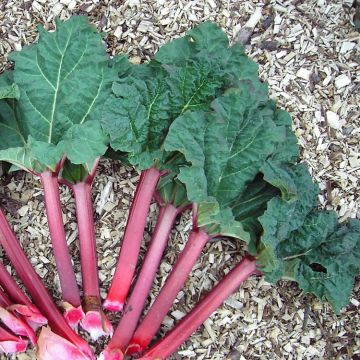 Rhubarb Red Champagne - Rheum rhabarbarum