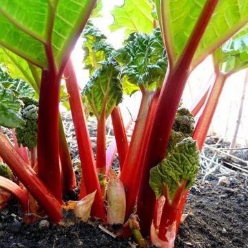 Rhubarb Victoria - Rheum rhabarbarum