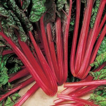Beet Plant - Leaf Rhubarb Chard