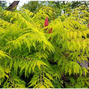 SPECIAL DEAL - Rhus typhina dissecta - Tiger Eyes - Staghorn Sumac