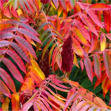 Rhus typhina - Staghorn Sumac - Large Specimen - circa 150cms tall