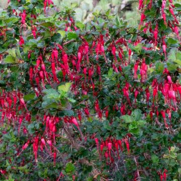 Ribes Speciosum - Fuchsia-flowered Gooseberry