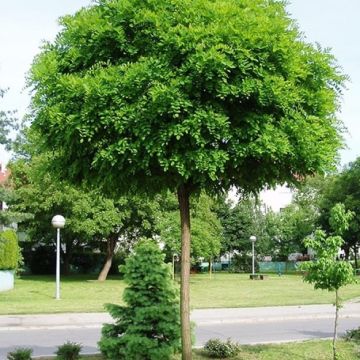 Robinia pseudoacacia umbraculifera - False Acacia 160-180cms Standard Tree