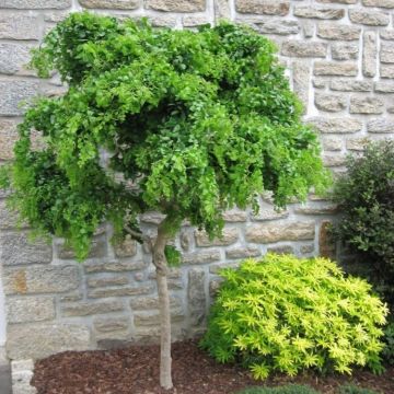 Robinia pseudoacacia umbraculifera - Twisty Baby - False Acacia - Lace Lady Standard Tree