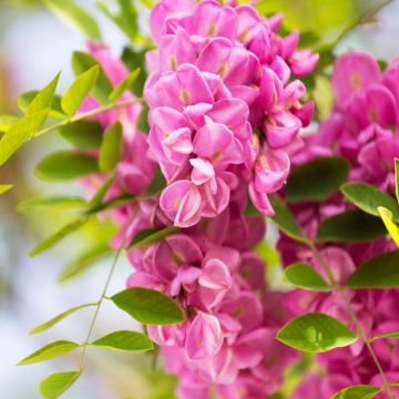 Robinia margaretta 'Casque Rouge'