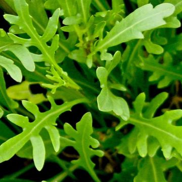 Rocket 'Uber'- Pack of TWELVE Plants