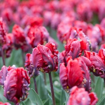 Tulip Rococo in Bud & Bloom