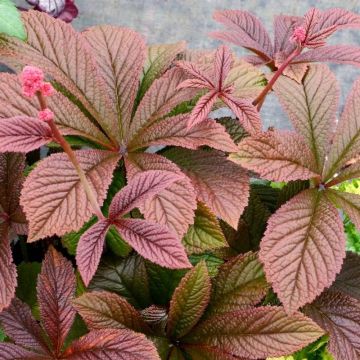 Rodgersia Bronze Peacock