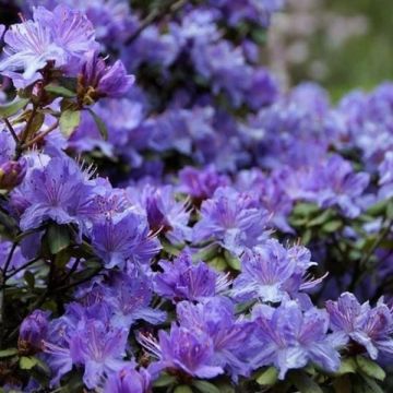 Rhododendron impeditum Arctic Blue