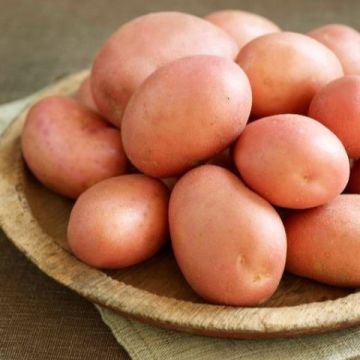Rooster - Seed Potatoes - Pack of 10