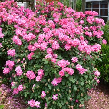 Rose Pink Bells - Ground Cover Rose