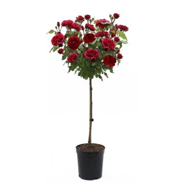 Large Standard Rose Tree 'Mister Lincoln' - circa 150cms tall