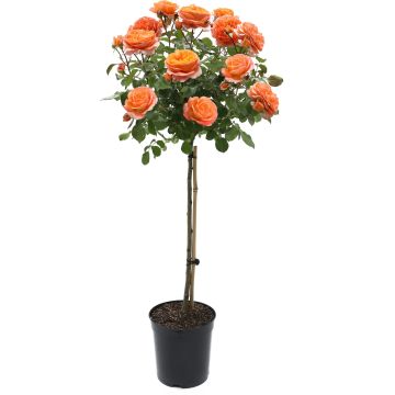 Large Orange Standard Rose Tree 'Butano'  - circa 150cms tall