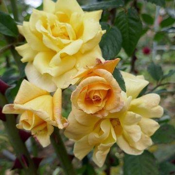 Rose 'Chris' - Climbing Rose