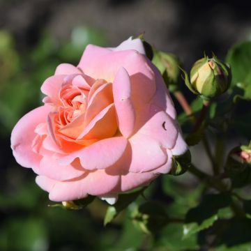 Pair of PATIO Standard Rose Trees - Concerto