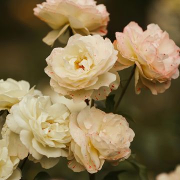 Rosa Cream Silk - Patio Shrub Rose 