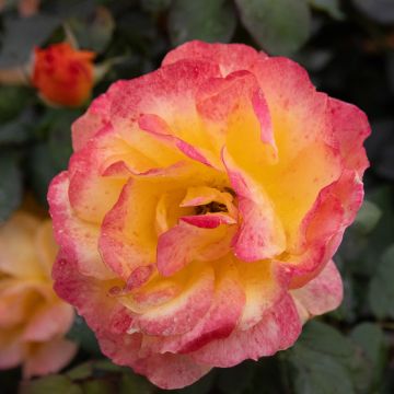 Rose 'Dutch Gold' - Hybrid Tea Rose