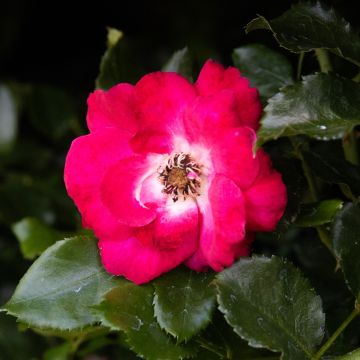 Rose 'Flower Carpet Sunset' - Ground Cover Rose