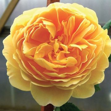 Large 6-7ft Specimen Climbing Rose - Goldener Olymp - Courtyard Climber