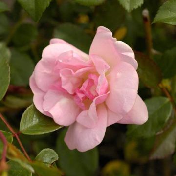 Rose 'Natalie Nypels' - Polyantha Rose