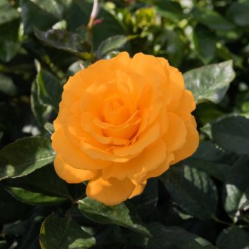 Rosa Orange Shrub