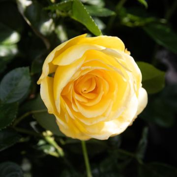 Rose 'Summer Gold' - Floribunda Rose