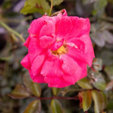 Rose 'Wiltshire' - Ground Cover Rose