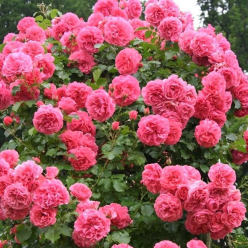 LARGE Standard Rose Tree - Rosarium Uetersen - Weeping Rose Tree