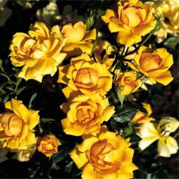 Rose Amber Nectar - Floribunda Shrub Rose