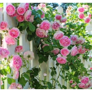 Climbing Rose Ascending 'Crazy in Love' PINK