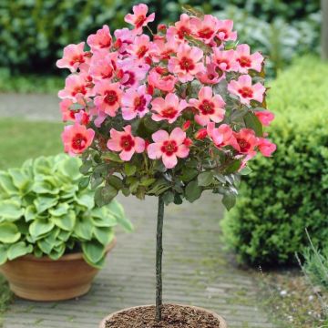 Pair of Standard Rose Trees - Babylon Eyes CORAL Flame