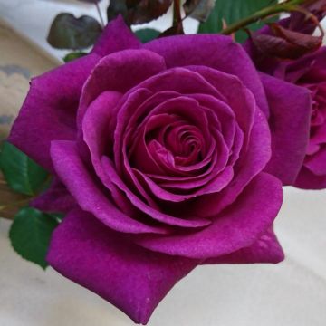 Rose Blackberry Nip - Deep Plum Purple Blue Rose