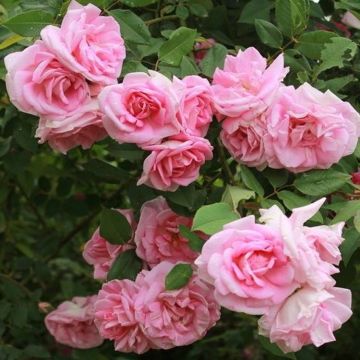 Large 6-7ft Specimen Climbing Rose  - Rose Blairii No 2 - Courtyard Climber