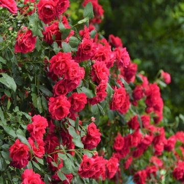 Large 5-6ft Specimen Climbing Rose - Rose Blaze - Courtyard Climber